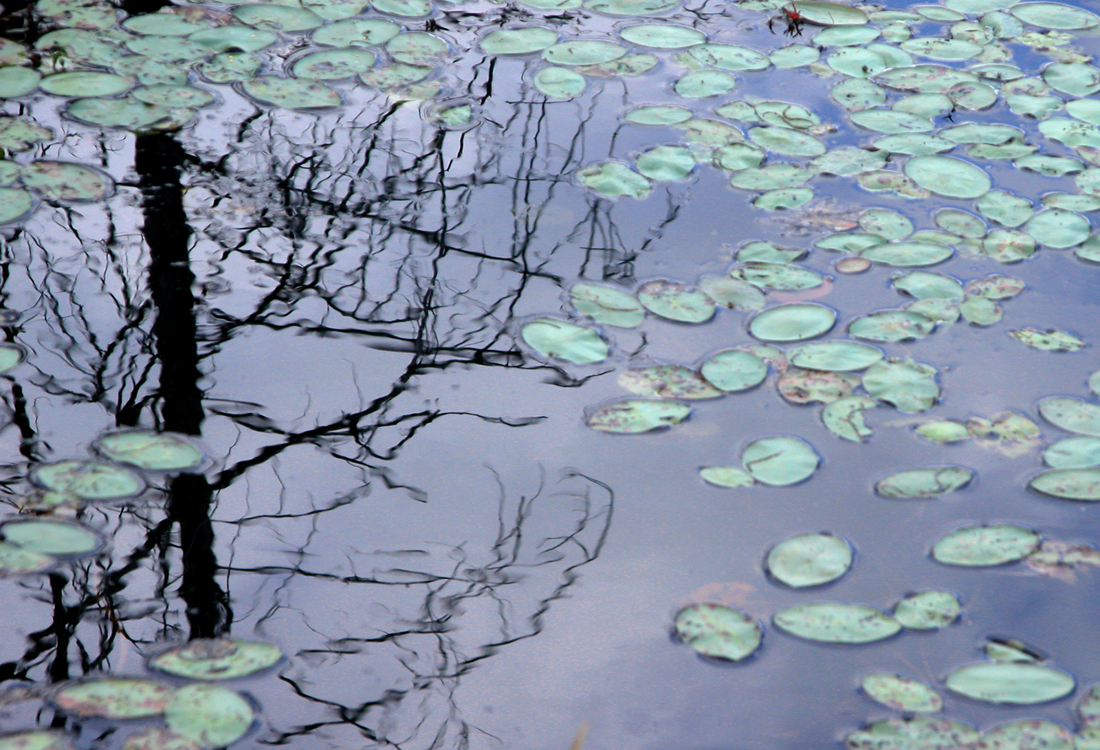 Swamp Lilies (ii)
