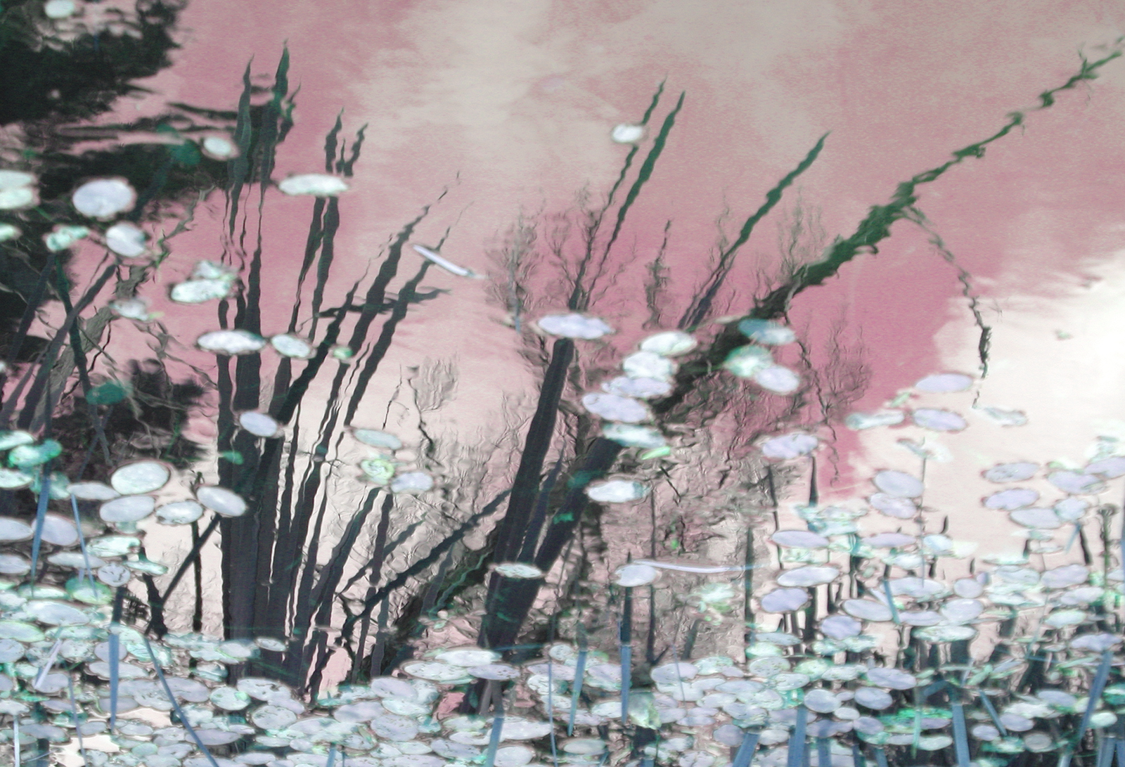 Swamp Lilies (iii)