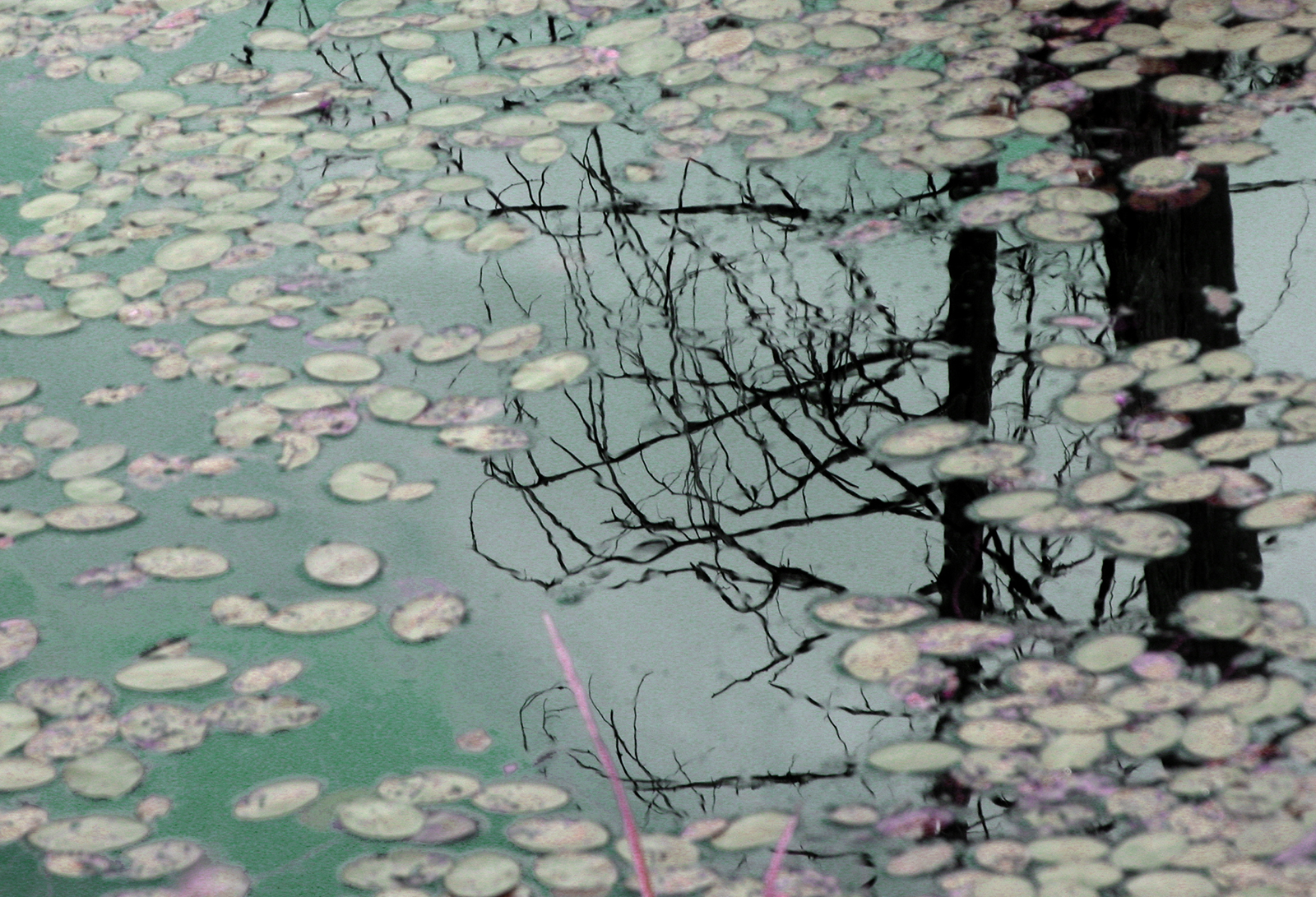 Swamp Lilies (iv)